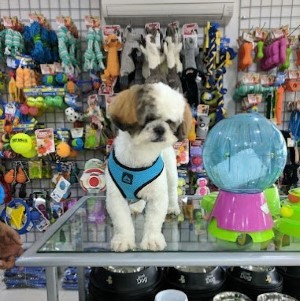 Jade Blue Pet Shops